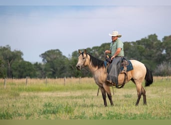 Quarter horse américain, Jument, 3 Ans, 150 cm, Buckskin