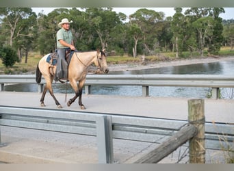 Quarter horse américain, Jument, 3 Ans, 150 cm, Buckskin