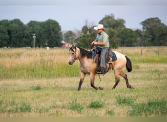 Quarter horse américain, Jument, 3 Ans, 150 cm, Buckskin