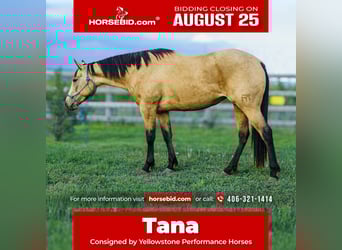 Quarter horse américain, Jument, 3 Ans, 150 cm, Buckskin