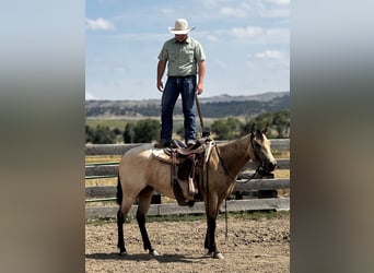 Quarter horse américain, Jument, 3 Ans, 150 cm, Buckskin
