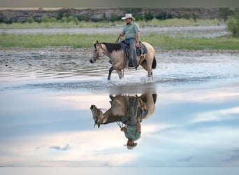 Quarter horse américain, Jument, 3 Ans, 150 cm, Buckskin