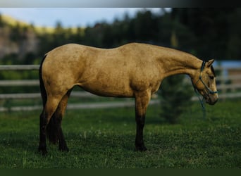 Quarter horse américain, Jument, 3 Ans, 150 cm, Buckskin