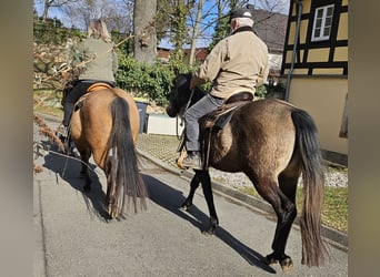 Quarter horse américain, Jument, 3 Ans, 150 cm, Gris (bai-dun)