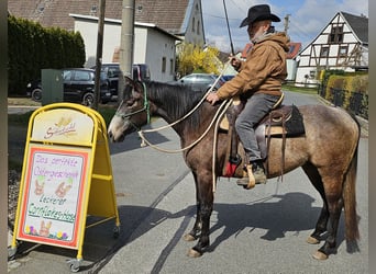 Quarter horse américain, Jument, 3 Ans, 150 cm, Gris (bai-dun)