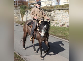 Quarter horse américain, Jument, 3 Ans, 150 cm, Gris (bai-dun)