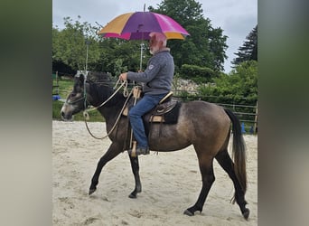 Quarter horse américain, Jument, 3 Ans, 150 cm, Gris (bai-dun)