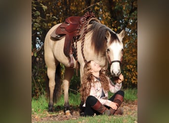 Quarter horse américain Croisé, Jument, 3 Ans, 150 cm, Isabelle