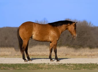 Quarter horse américain, Jument, 3 Ans, 150 cm, Isabelle