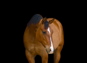 Quarter horse américain, Jument, 3 Ans, 150 cm, Isabelle