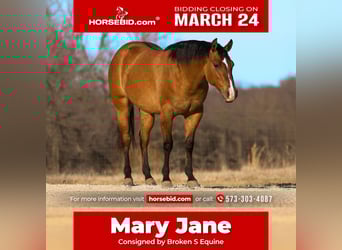 Quarter horse américain, Jument, 3 Ans, 150 cm, Isabelle