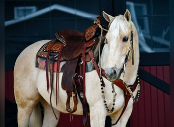 Quarter horse américain, Jument, 3 Ans, 150 cm, Palomino