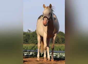 Quarter horse américain Croisé, Jument, 3 Ans, 150 cm, Perlino