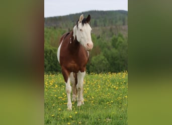 Quarter horse américain, Jument, 3 Ans, 150 cm, Pinto
