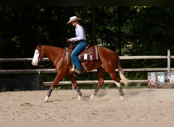 Quarter horse américain, Jument, 3 Ans, 152 cm, Alezan brûlé