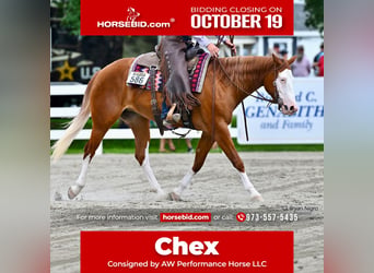 Quarter horse américain, Jument, 3 Ans, 152 cm, Alezan brûlé