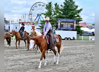 Quarter horse américain, Jument, 3 Ans, 152 cm, Alezan brûlé