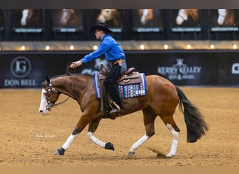 Quarter horse américain, Jument, 3 Ans, 152 cm, Bai cerise