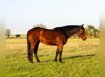 Quarter horse américain, Jument, 3 Ans, 152 cm, Bai cerise