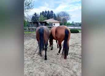 Quarter horse américain, Jument, 3 Ans, 152 cm, Bai
