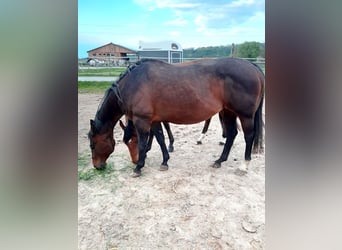 Quarter horse américain, Jument, 3 Ans, 152 cm, Bai