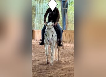 Quarter horse américain, Jument, 3 Ans, 152 cm, Cremello Quarter horse américain, Jument, 3 Ans, 152 cm, Cremello