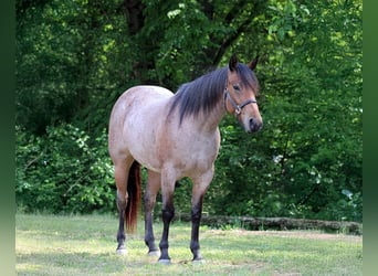 Quarter horse américain, Jument, 3 Ans, 152 cm, Roan-Bay