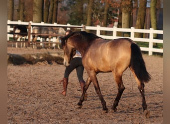 Quarter horse américain, Jument, 3 Ans, 153 cm, Buckskin