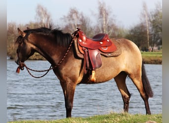 Quarter horse américain, Jument, 3 Ans, 153 cm, Buckskin