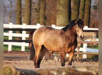 Quarter horse américain Croisé, Jument, 3 Ans, 155 cm, Buckskin