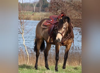 Quarter horse américain Croisé, Jument, 3 Ans, 155 cm, Buckskin