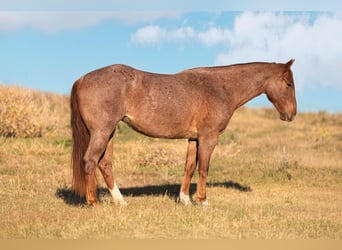 Quarter horse américain, Jument, 3 Ans, 155 cm, Rouan Rouge