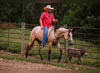 Quarter horse américain, Jument, 3 Ans, 157 cm, Buckskin