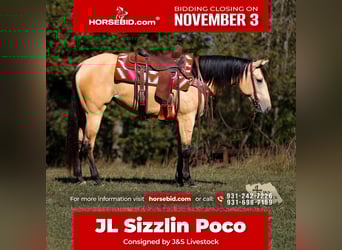 Quarter horse américain, Jument, 3 Ans, 157 cm, Buckskin