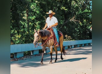 Quarter horse américain, Jument, 3 Ans, 157 cm, Buckskin