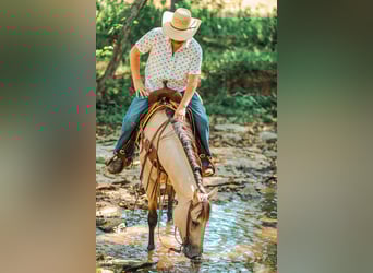 Quarter horse américain, Jument, 3 Ans, 157 cm, Buckskin