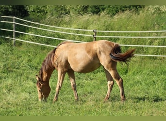 Quarter horse américain Croisé, Jument, 3 Ans, 158 cm, Champagne