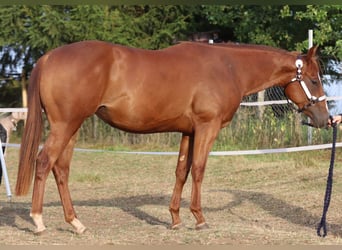 Quarter horse américain, Jument, 3 Ans, 160 cm, Alezan