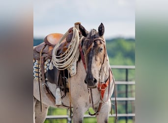 Quarter horse américain Croisé, Jument, 3 Ans, 160 cm, Rouan Bleu