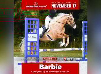 Quarter horse américain, Jument, 3 Ans, 163 cm, Palomino