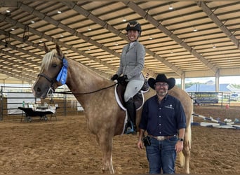 Quarter horse américain, Jument, 3 Ans, 163 cm, Palomino