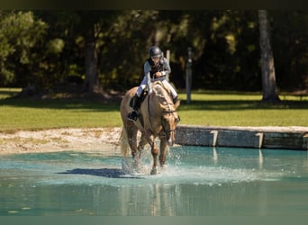 Quarter horse américain, Jument, 3 Ans, 163 cm, Palomino