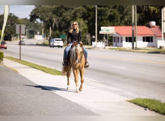Quarter horse américain, Jument, 3 Ans, 163 cm, Palomino