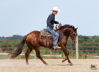 Quarter horse américain, Jument, 3 Ans, Alezan brûlé