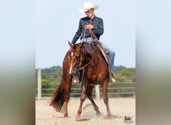 Quarter horse américain, Jument, 3 Ans, Alezan brûlé
