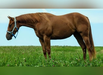 Quarter horse américain, Jument, 3 Ans, Alezan cuivré