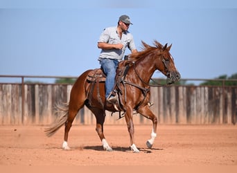 Quarter horse américain, Jument, 3 Ans, Alezan cuivré