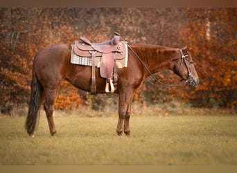 Quarter horse américain, Jument, 3 Ans, Alezan