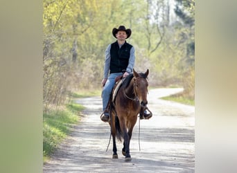 Quarter horse américain, Jument, 3 Ans, Bai brun