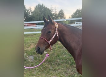 Quarter horse américain, Jument, 3 Ans, Bai cerise
